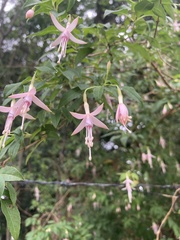Fuchsia magellanica