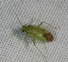 Taylorilygus apicalis