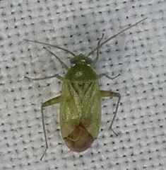 Taylorilygus apicalis