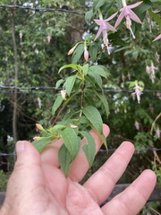 Fuchsia magellanica