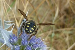 Anthidium septemspinosum