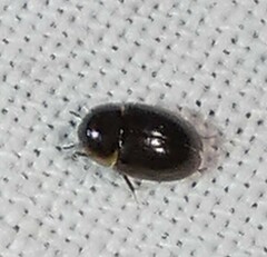 Enochrus
