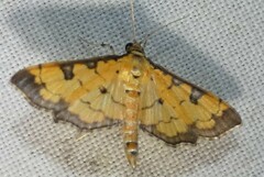 Ategumia ebulealis