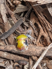 Solenotichus circuliferus