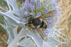 Anthidium septemspinosum