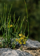 Ephedra distachya