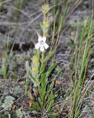 Penstemon albidus