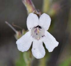 Penstemon albidus