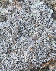 Diplotomma alboatrum