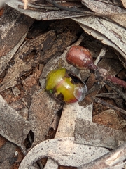 Solenotichus circuliferus