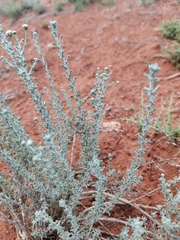 Pentzia incana