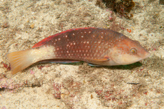 Notolabrus gymnogenis