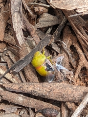 Solenotichus circuliferus