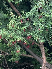 Fuchsia magellanica