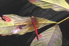 Rhodopygia cardinalis