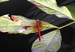 Rhodopygia cardinalis