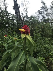 Costus comosus