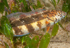 Eupetrichthys angustipes