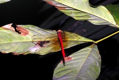 Rhodopygia cardinalis
