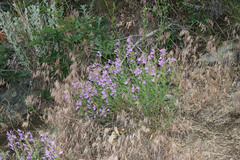 Penstemon platyphyllus