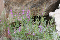 Penstemon platyphyllus
