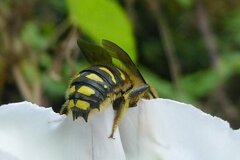 Anthidium septemspinosum