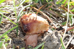 Amanita persicina