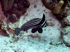 Eques punctatus