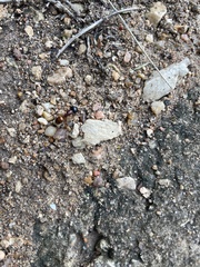 Camponotus sansabeanus