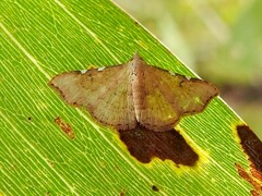 Corgatha dichionistis