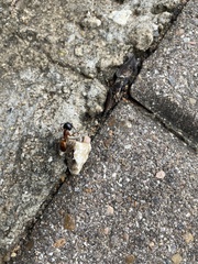 Camponotus sansabeanus