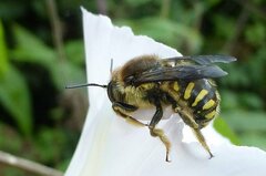 Anthidium septemspinosum