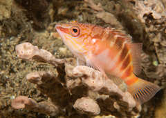 Hypoplectrodes maccullochi