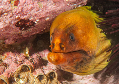 Gymnothorax prasinus