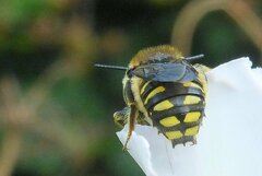 Anthidium septemspinosum
