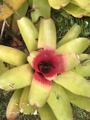 Nidularium innocentii