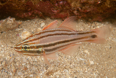 Ostorhinchus limenus