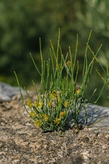 Ephedra distachya