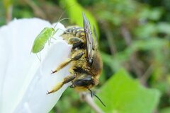 Anthidium septemspinosum
