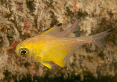 Pempheris affinis