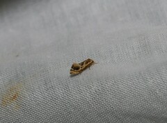 Moerarchis inconcisella