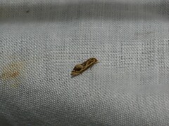 Moerarchis inconcisella