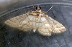 Pseudopyrausta santatalis