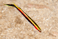 Trachinops taeniatus