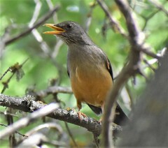 Turdus olivaceus × smithi