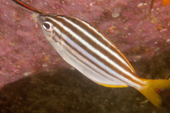 Atypichthys strigatus