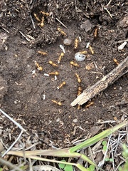 Camponotus festinatus