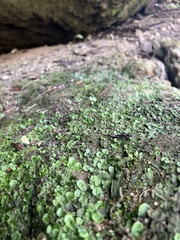 Marchantia polymorpha