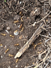 Camponotus festinatus