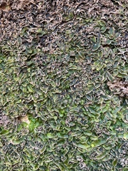 Marchantia polymorpha